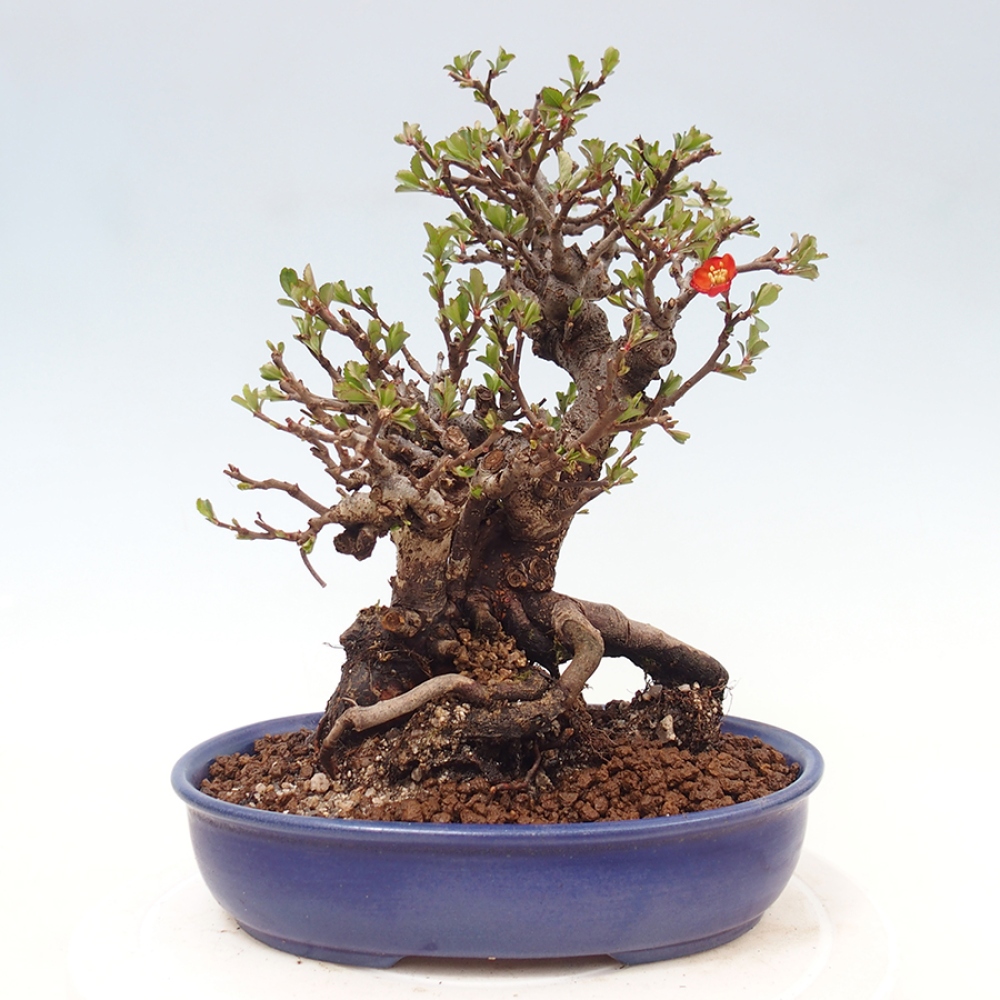 Kültéri bonsai - Chaneomeles speciosa - birs
