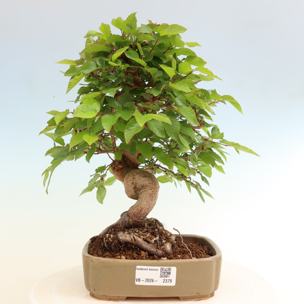 Kültéri bonsai -Carpinus Coreana - Koreai gyertyánfa