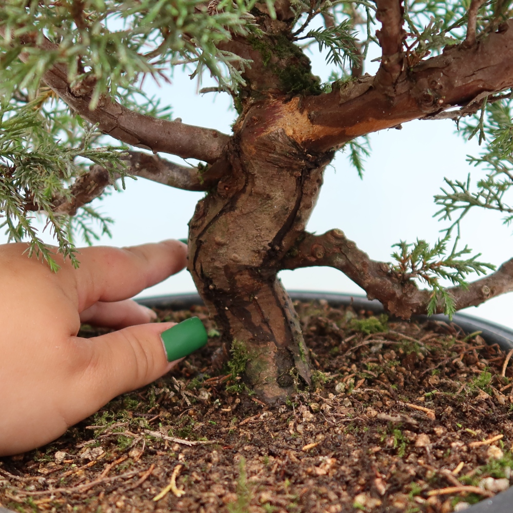 Kültéri bonsai - Juniperus chinensis Itoigawa-Juniperus chinensis