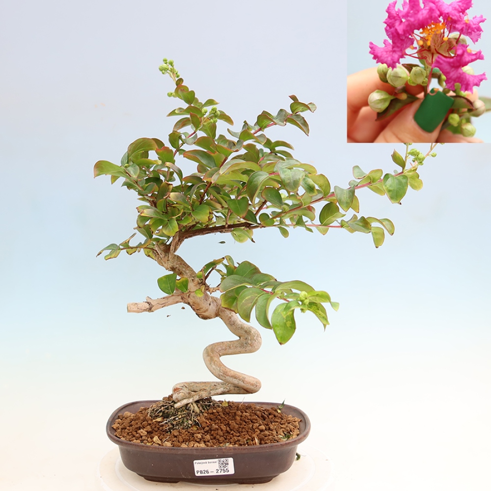 Szobabonsai – Lagerstroemia indica – indiai orgona