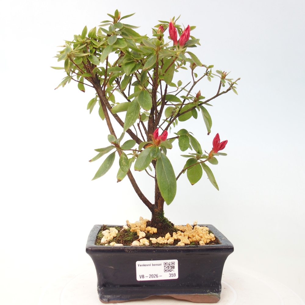 Kültéri bonsai - japán azálea - Azalea sp.