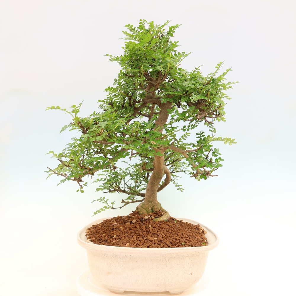 Szobai bonsai - Zantoxylum piperitum - borsfa