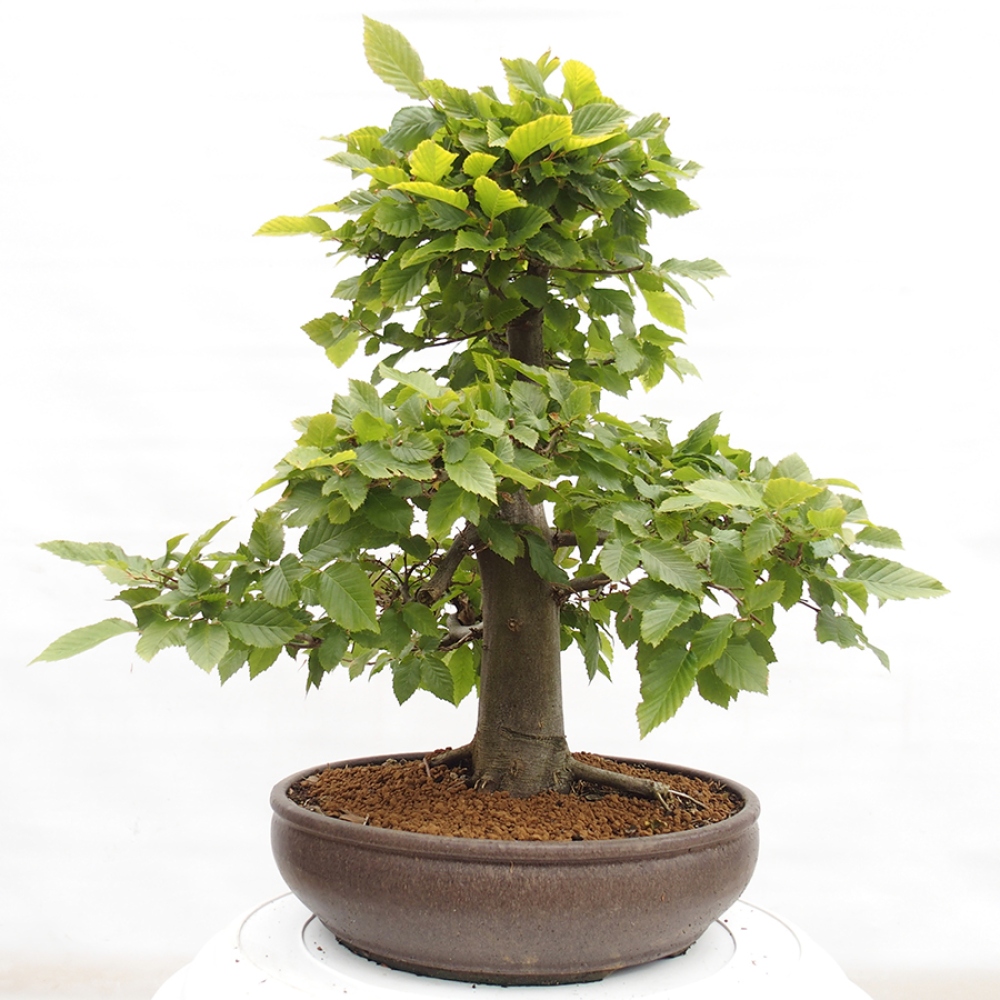 Kültéri bonsai - gyertyán - Carpinus betulus