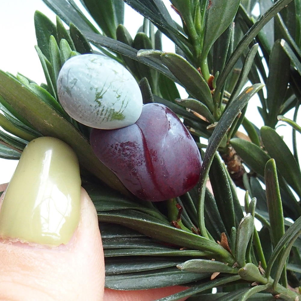 Szobai bonsai - Podocarpus - Kőtiszafa