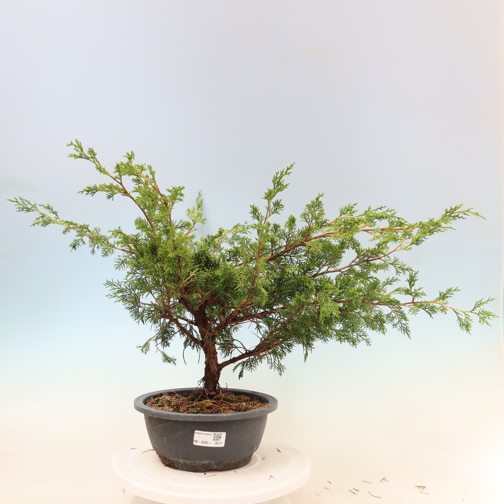 Kültéri bonsai - Juniperus chinensis Itoigawa