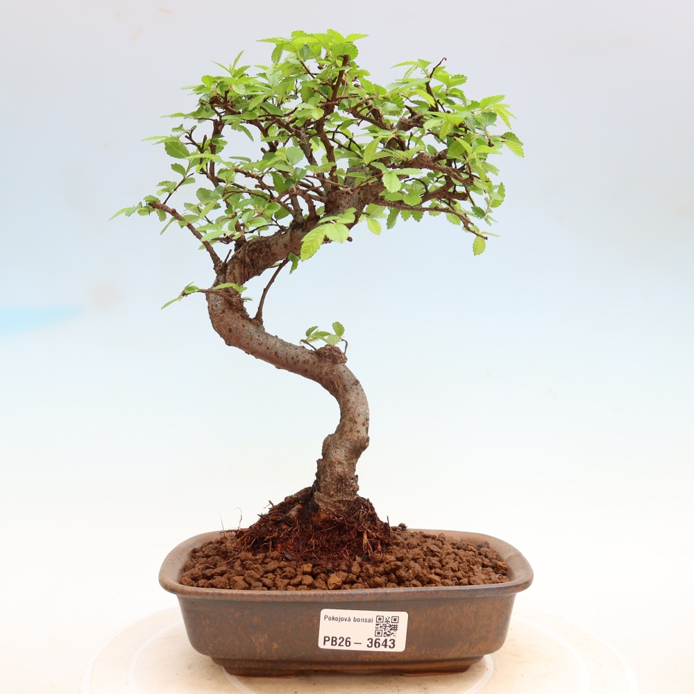 Szobai bonsai - Ulmus parvifolia - Kislevelű szilfa