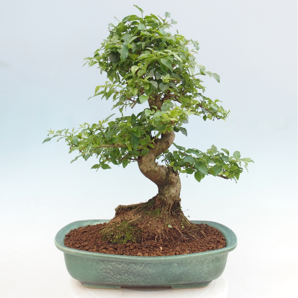 Szobai bonsai -Ligustrum chinensis - Madárcsőr