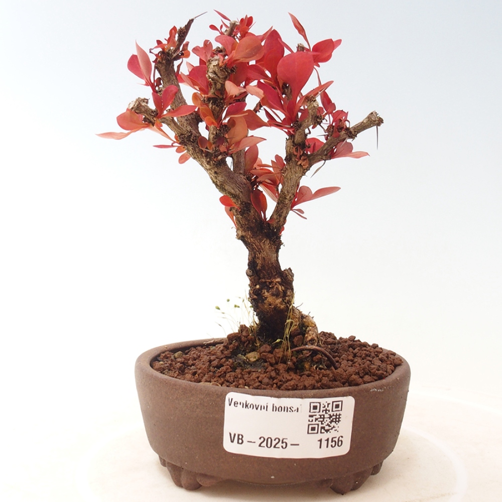 Kültéri bonsai - Berberis thunbergii Kobold