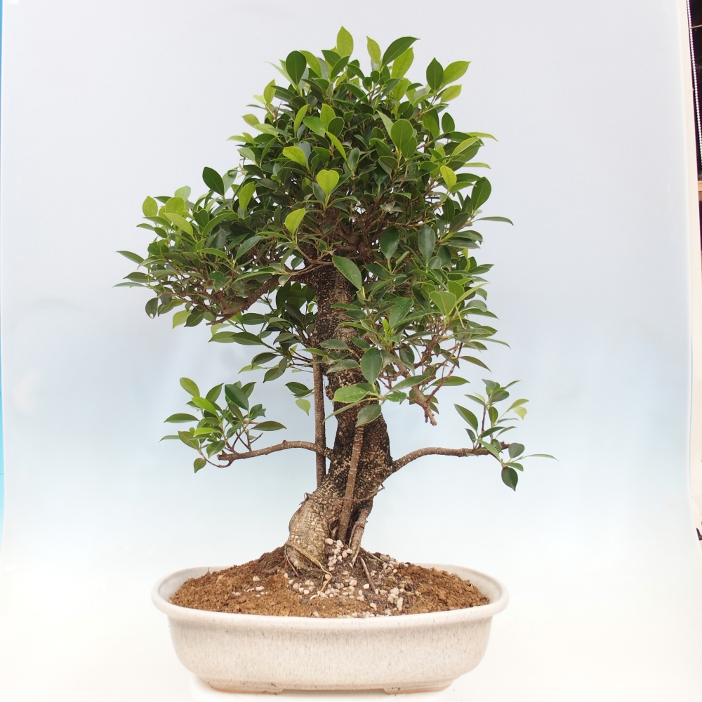 Szobai bonsai - Ficus kimmen - kislevelű fikusz - CSAK SZEMÉLYES Begyűjtés vagy raklapos szállítás