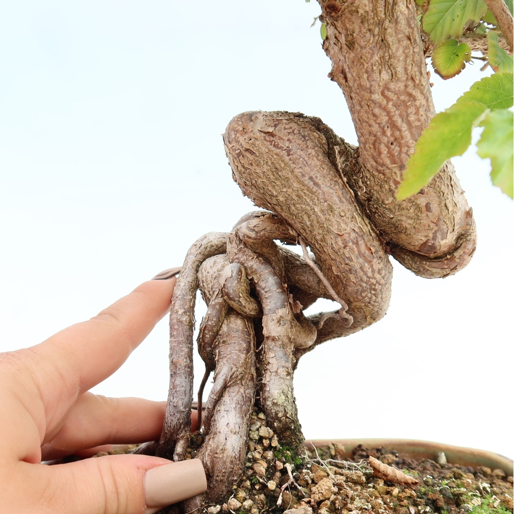 Kültéri bonsai -Carpinus CARPINOIDES - Koreai gyertyánfa