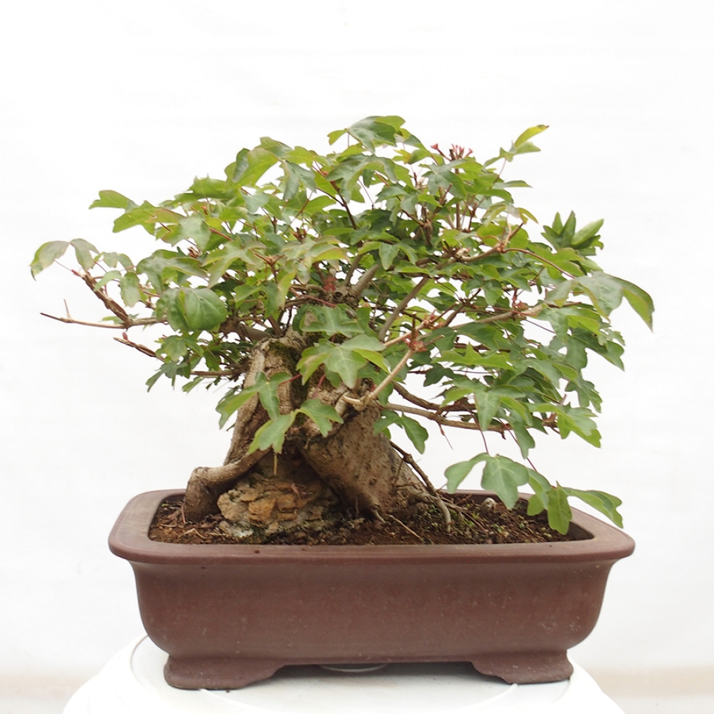 Kültéri bonsai -Javor babyka - Acer campestre