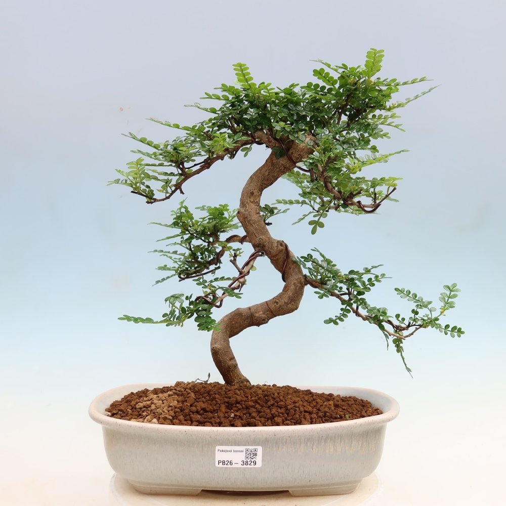 Szobai bonsai - Zantoxylum piperitum - borsfa