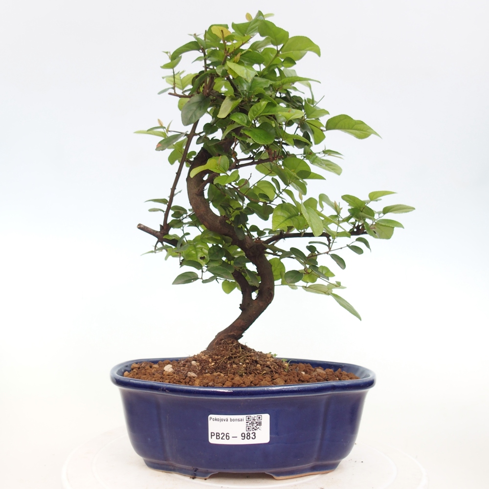 Szobai bonsai - Sageretia thea - Sageretia thea