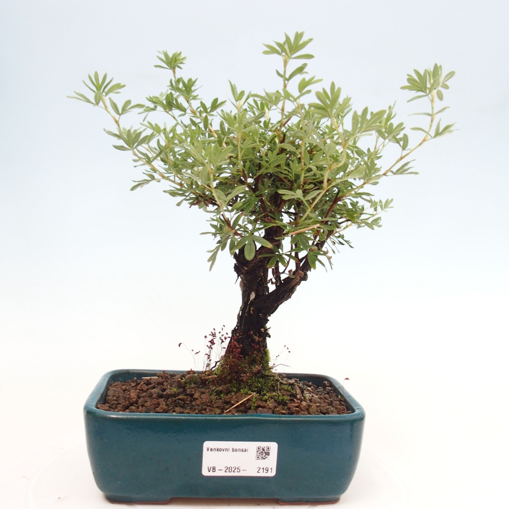 Kültéri bonsai - Potentila fruticosa sárga Bird