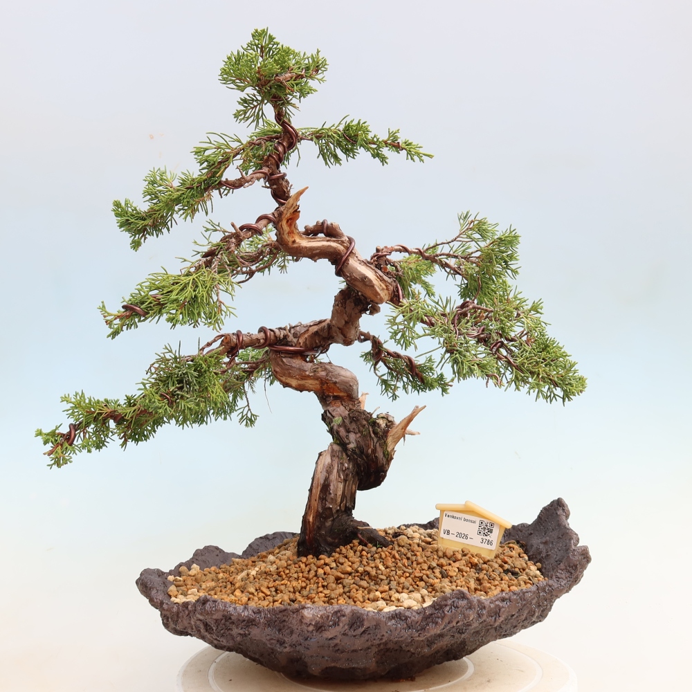 Kültéri bonsai - Juniperus chinensis Itoigawa-Juniperus chinensis