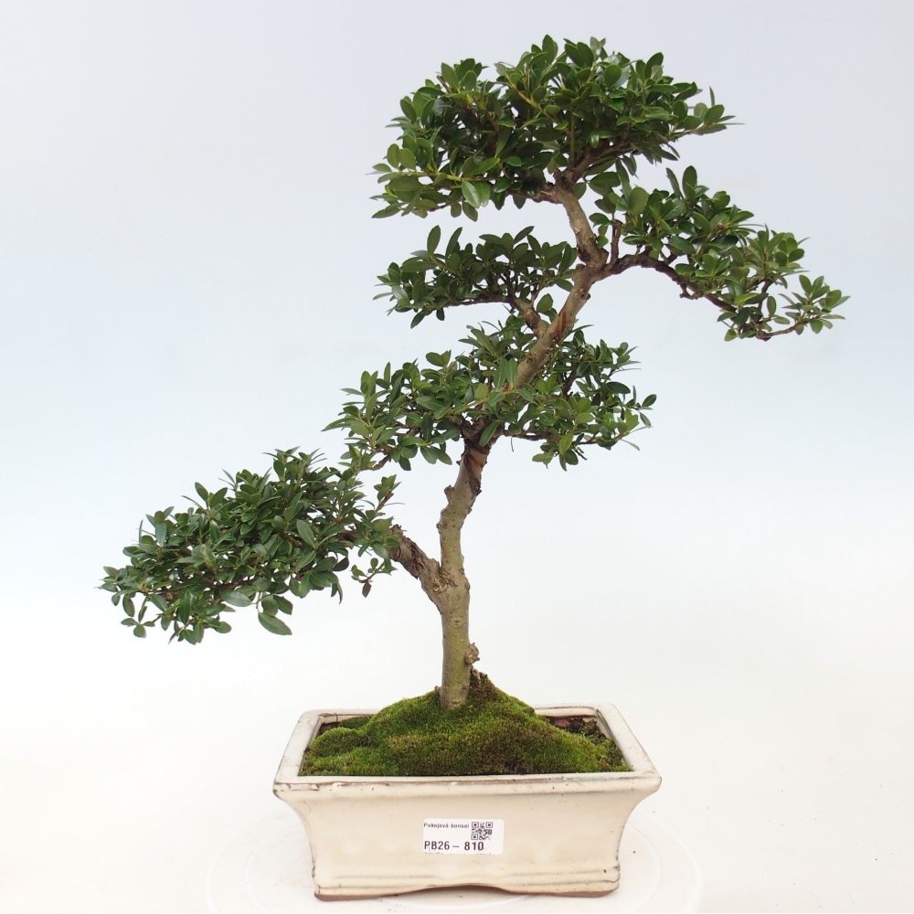 Szobai bonsai - Ilex crenata - Holly