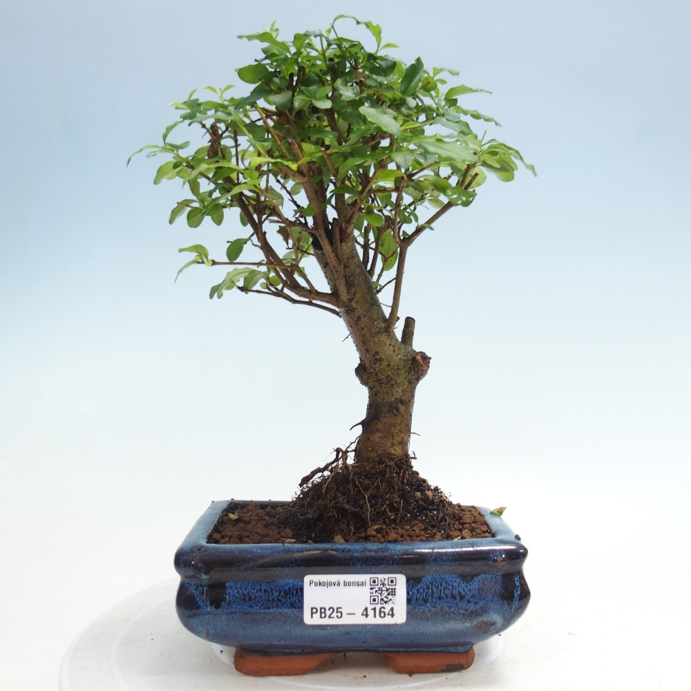 Szobai bonsai -Ligustrum chinensis - Madárcsőr