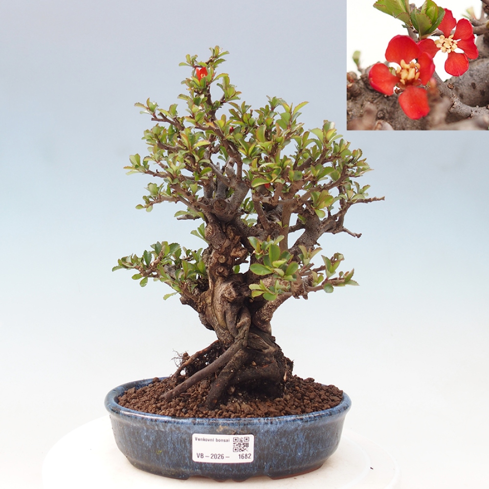 Kültéri bonsai - Chaneomeles speciosa - birs