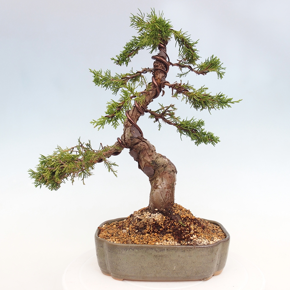 Kültéri bonsai - Juniperus chinensis Itoigawa