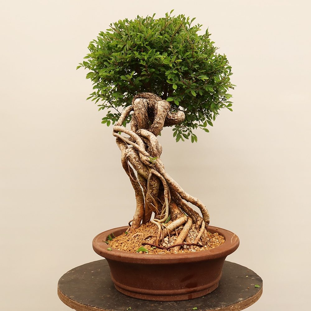 Kültéri bonsai - Zelkova - Zelkova NIRE