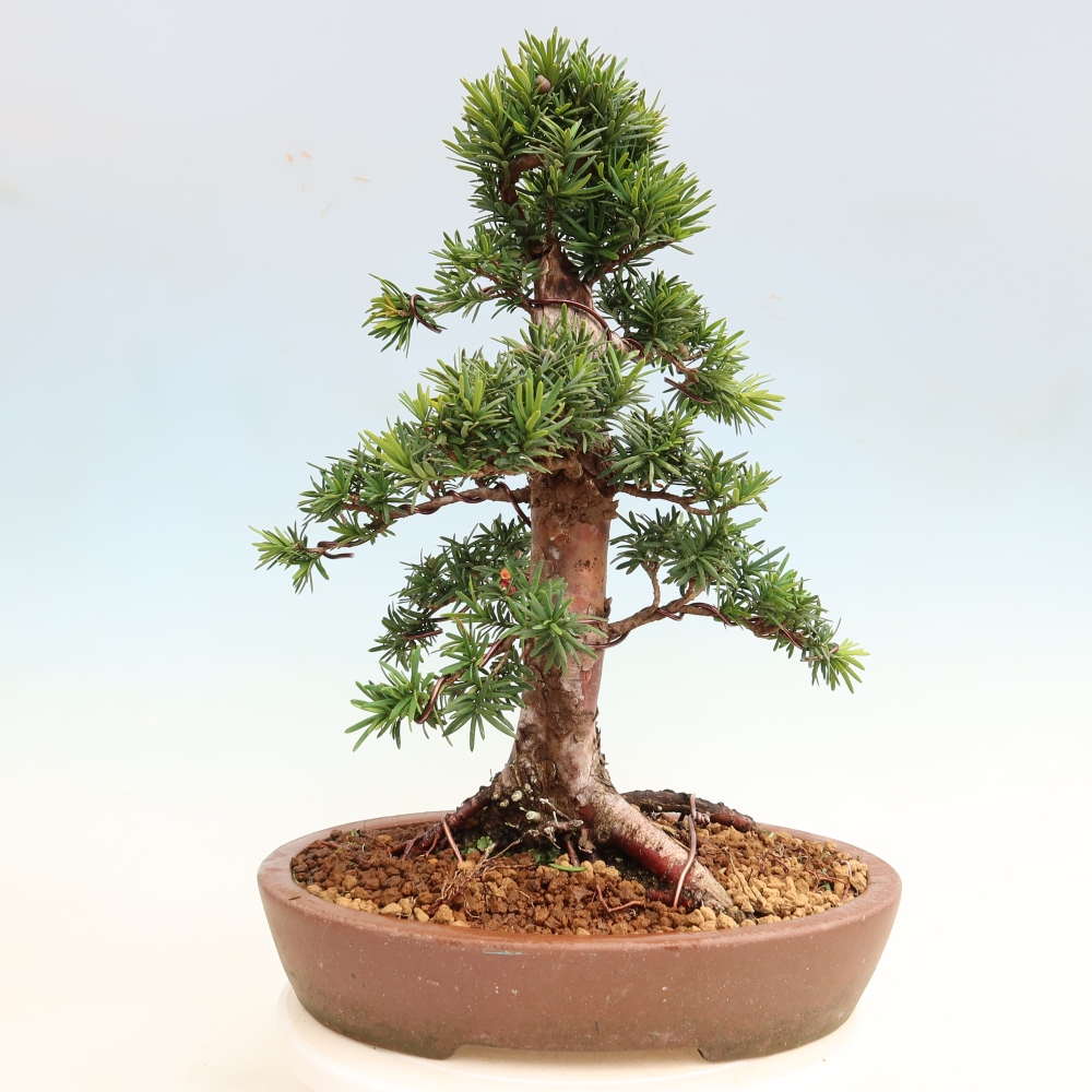 Kültéri bonsai - Taxus cuspidata - japán tiszafa