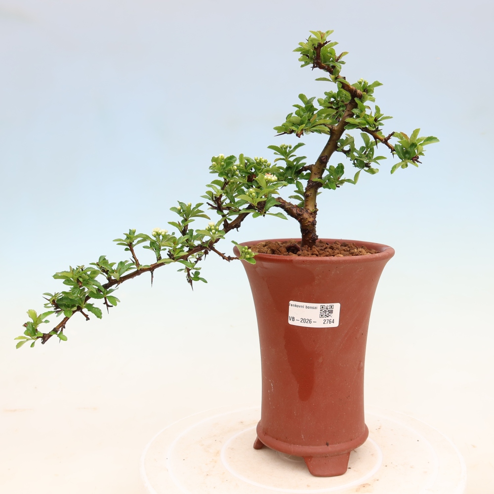 Kültéri bonsai – Pyracantha teton – Vörös tűzcserje