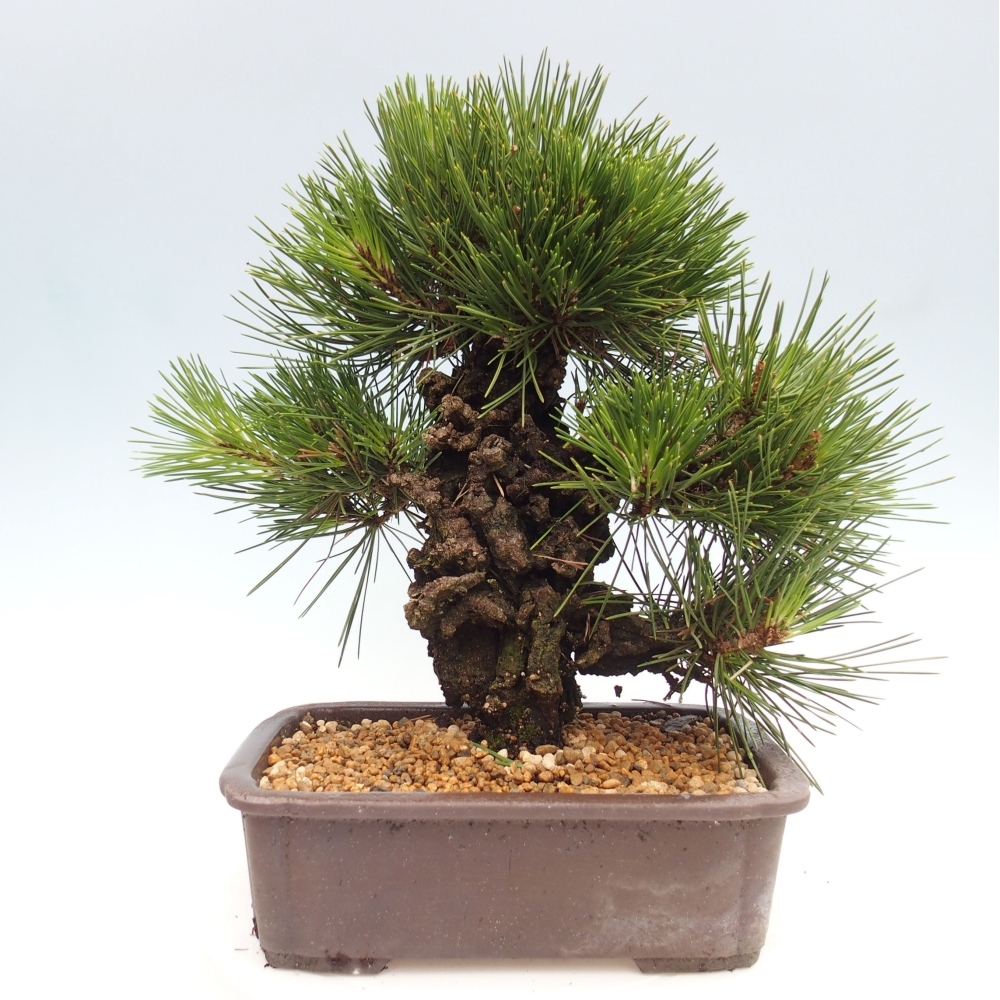 Kültéri bonsai - Pinus thunbergii - Thunberg fenyő