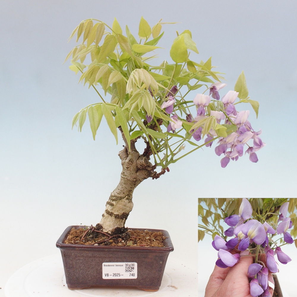 Kültéri bonsai - Wisteria floribunda
