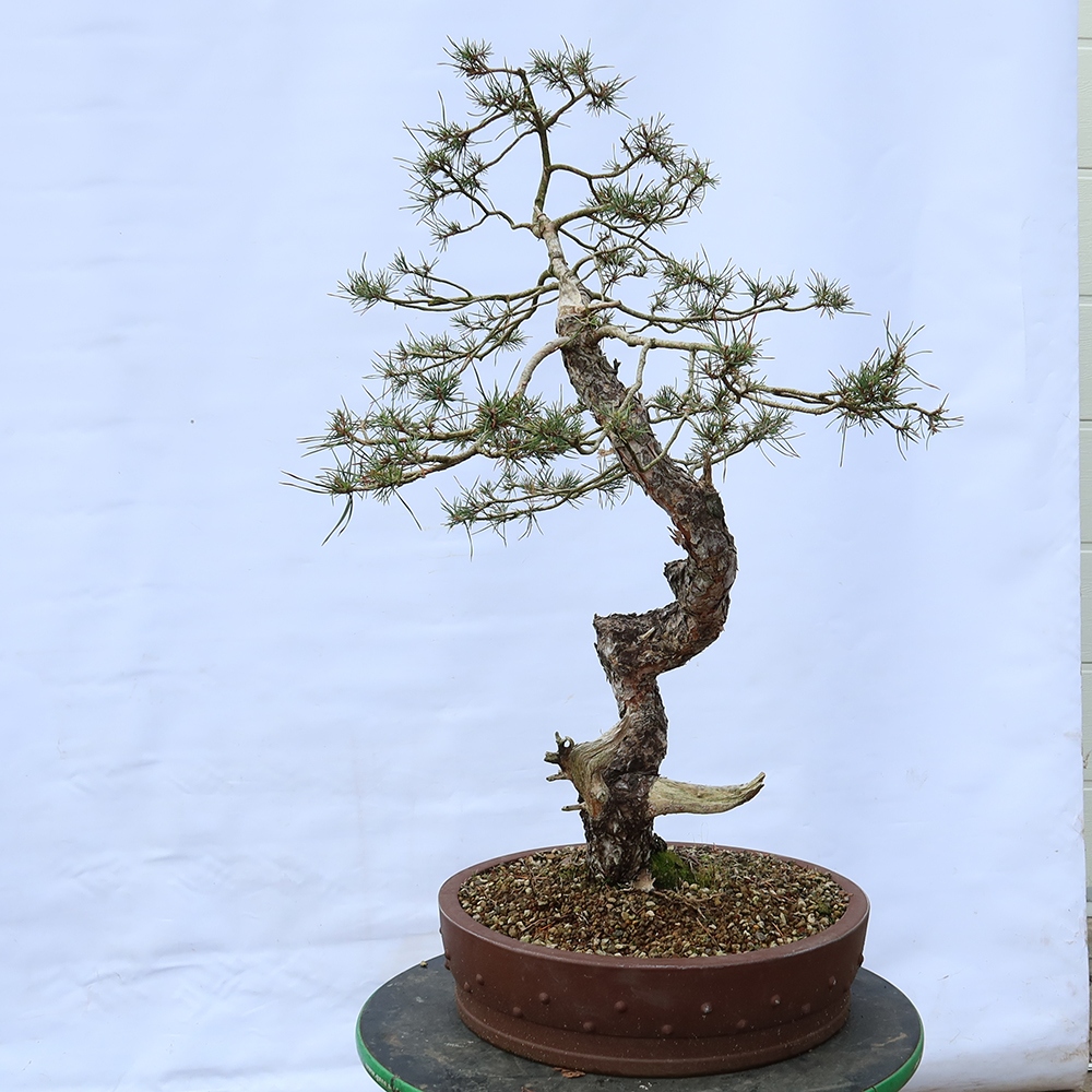 Pinus sylvestris Spanyolország – erdei fenyő
