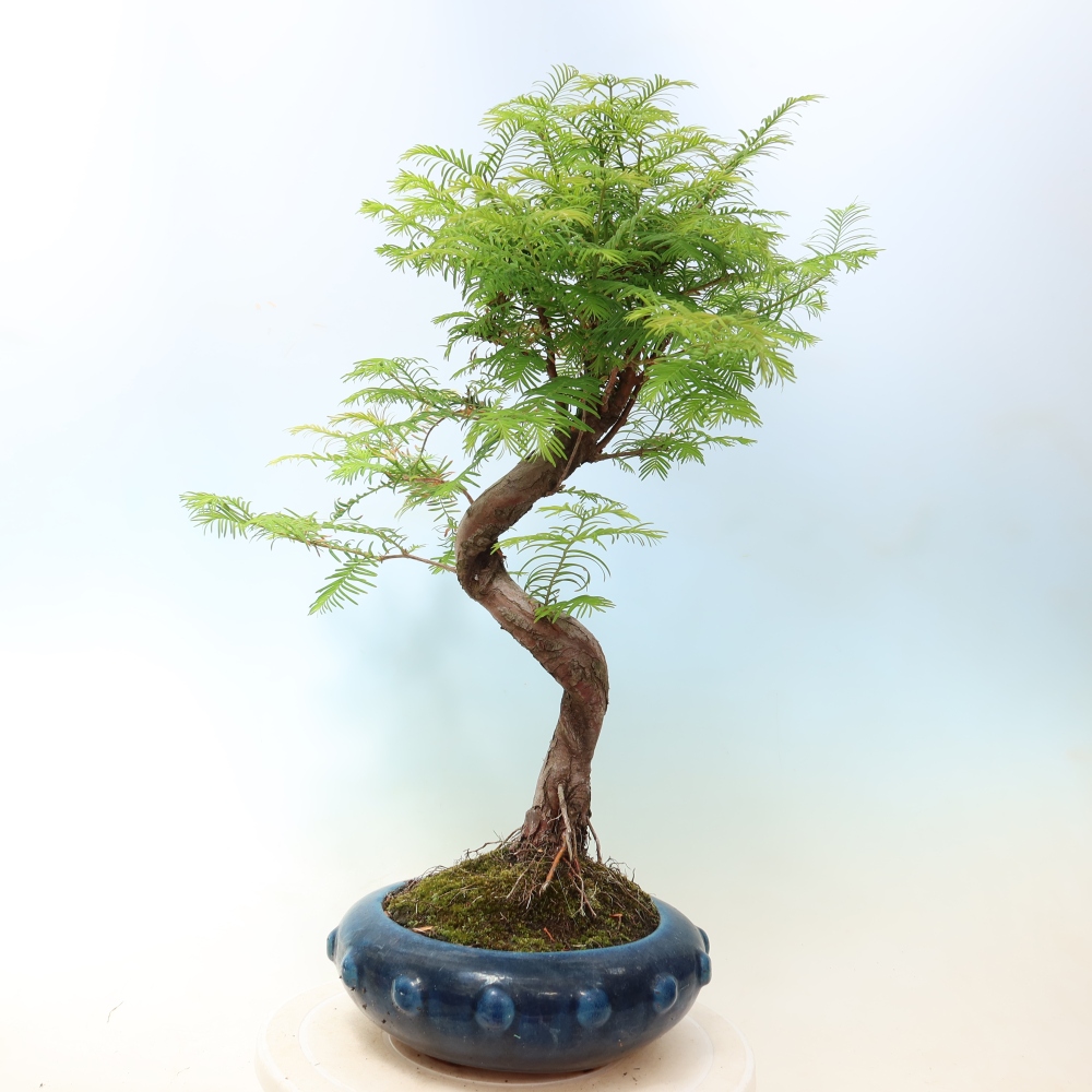 Kültéri bonsai - Metasequoia glyptostroboides - Kínai metasequoia