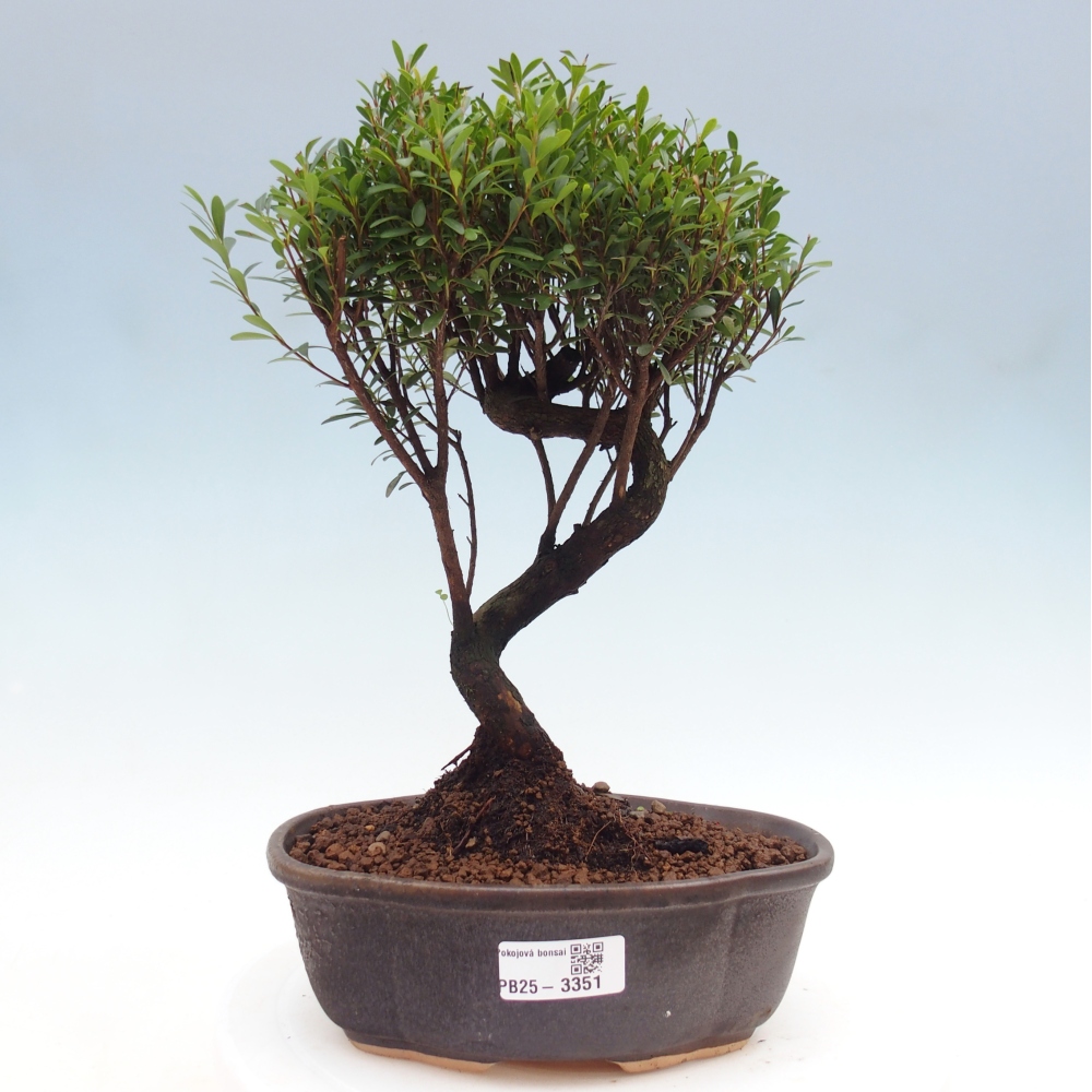 Szobai bonsai - Syzygium - Pimento