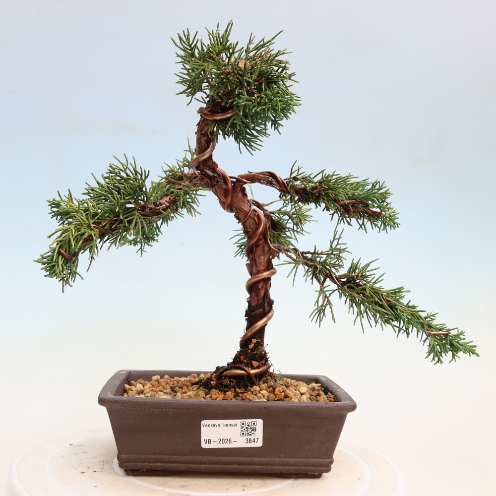 Kültéri bonsai - Juniperus chinensis Kishu