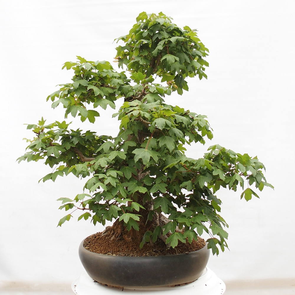 Kültéri bonsai -Javor babyka - Acer campestre