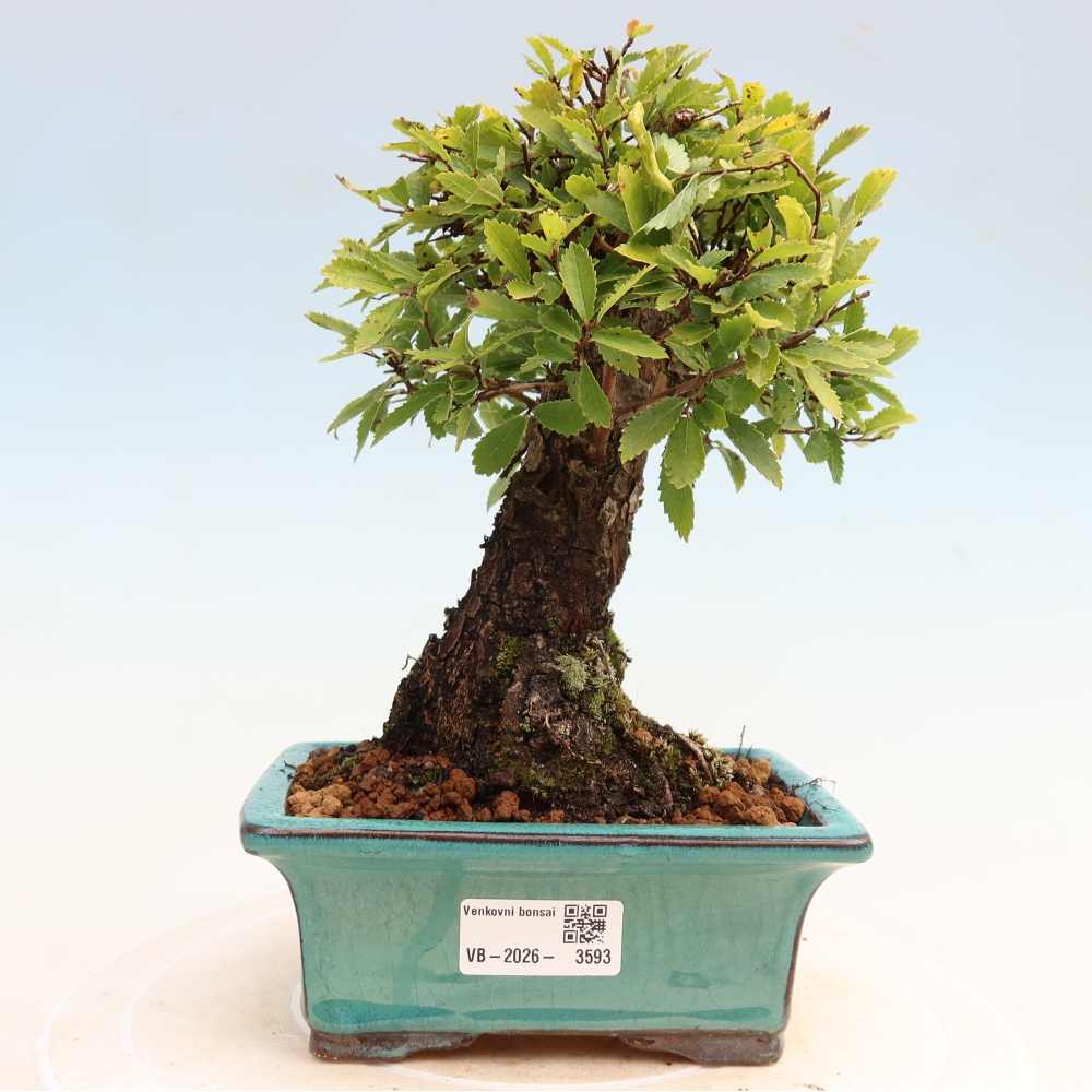 Kültéri bonsai - Zelkova - Zelkova NIRE