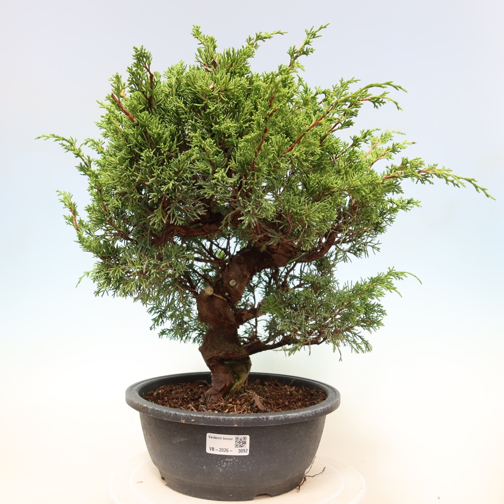 Kültéri bonsai - Juniperus chinensis Itoigawa-Juniperus chinensis