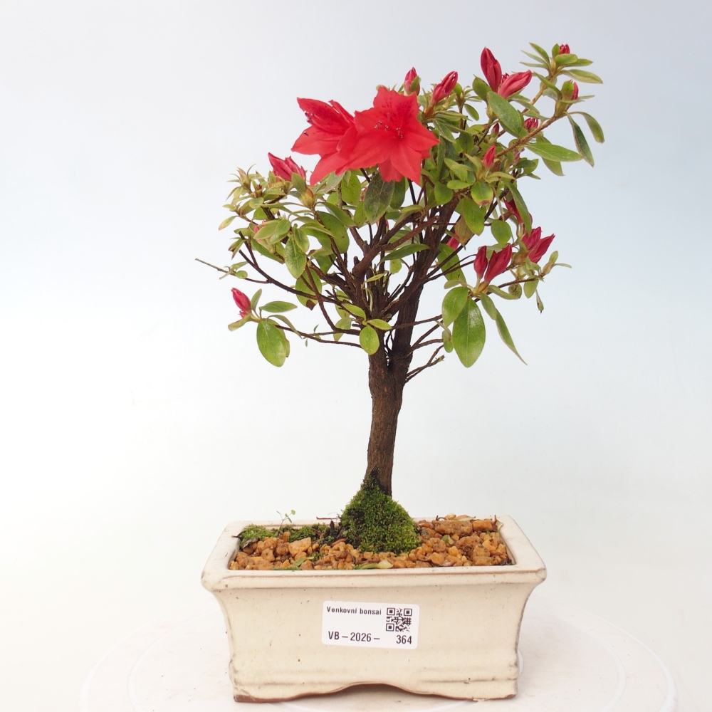 Kültéri bonsai - japán azálea - Azalea sp.