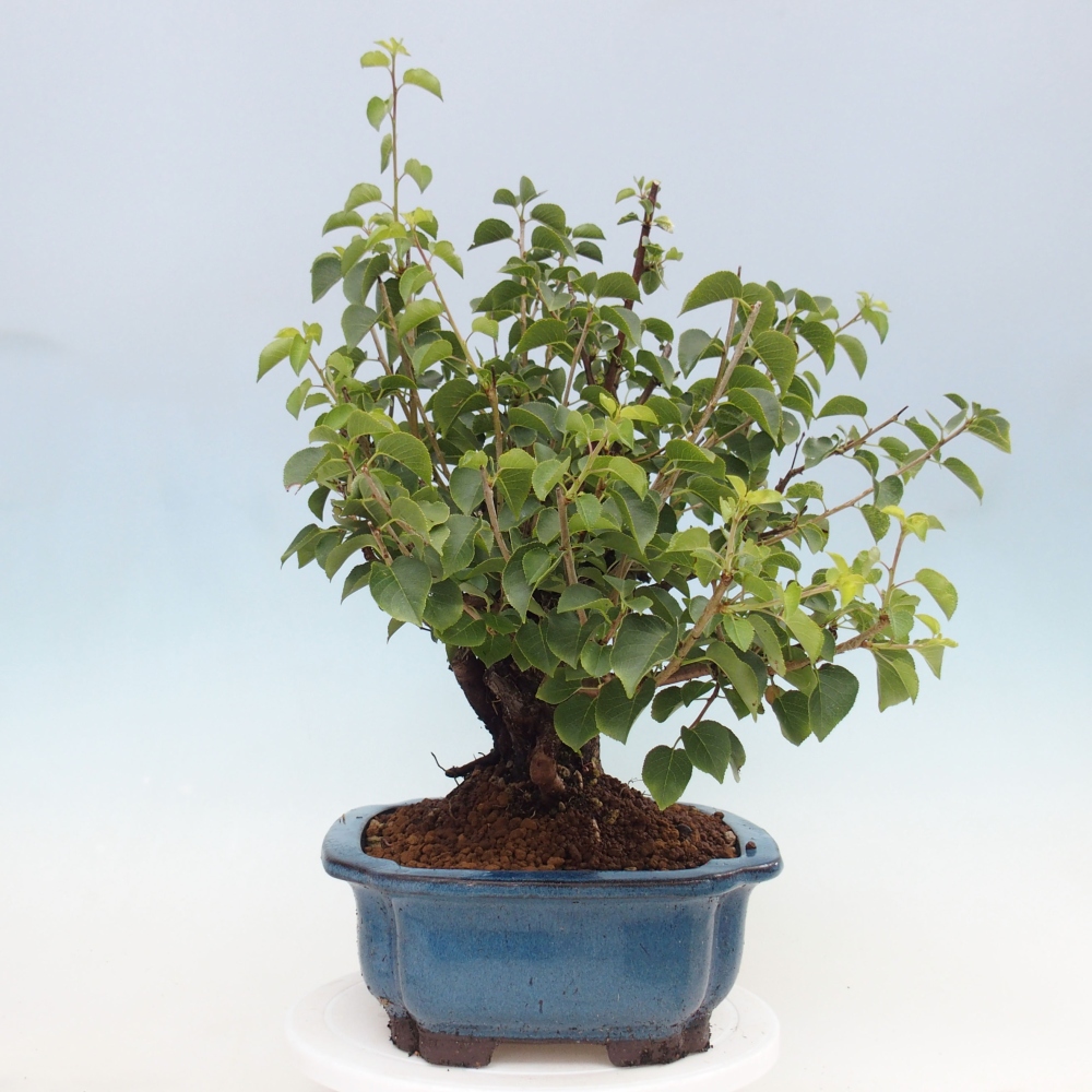 Kültéri bonsai - Mahalebka - Prunus mahaleb - Prunus mahaleb
