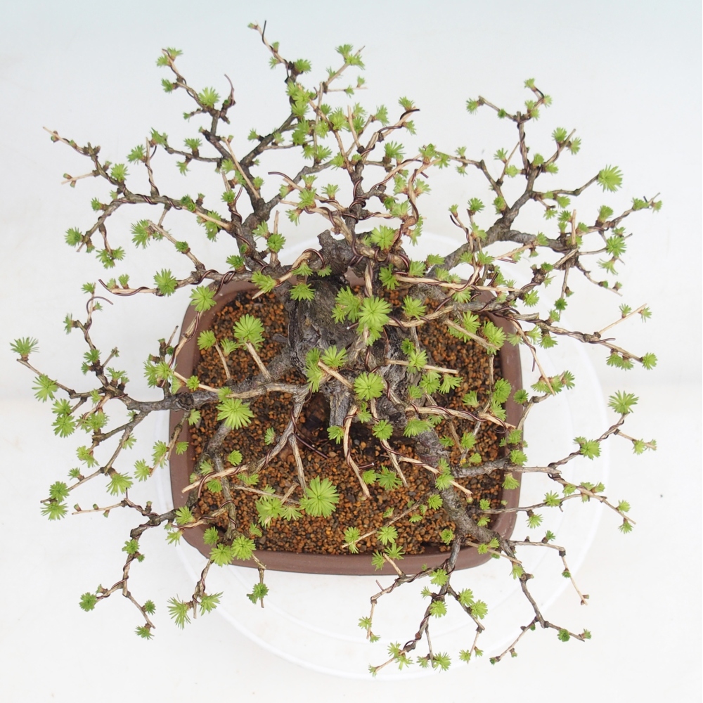 Kültéri bonsai - Larix decidua - vörösfenyő