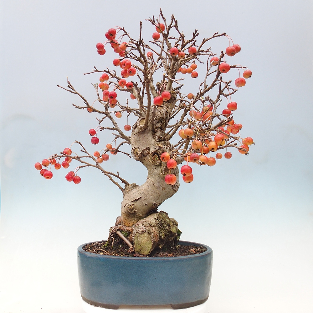 Kültéri bonsai -Malus halliana - Kis gyümölcsű almafa