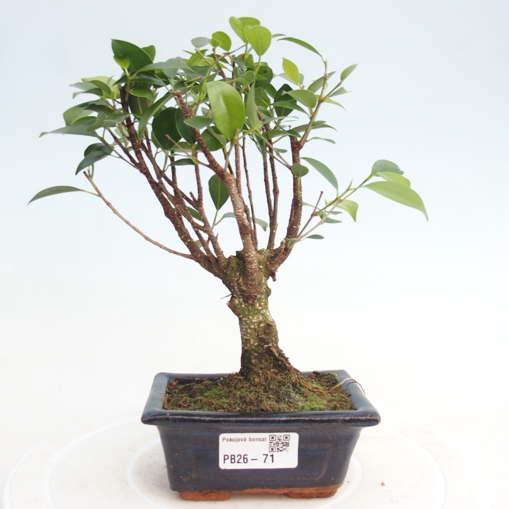 Szoba bonsai Ficus retusa kimmen