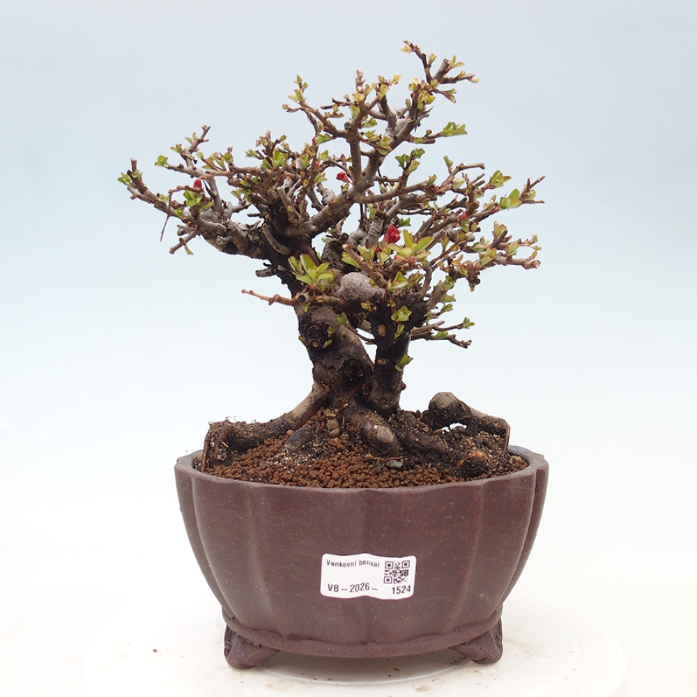 Kültéri bonsai - Chaneomeles speciosa - birs