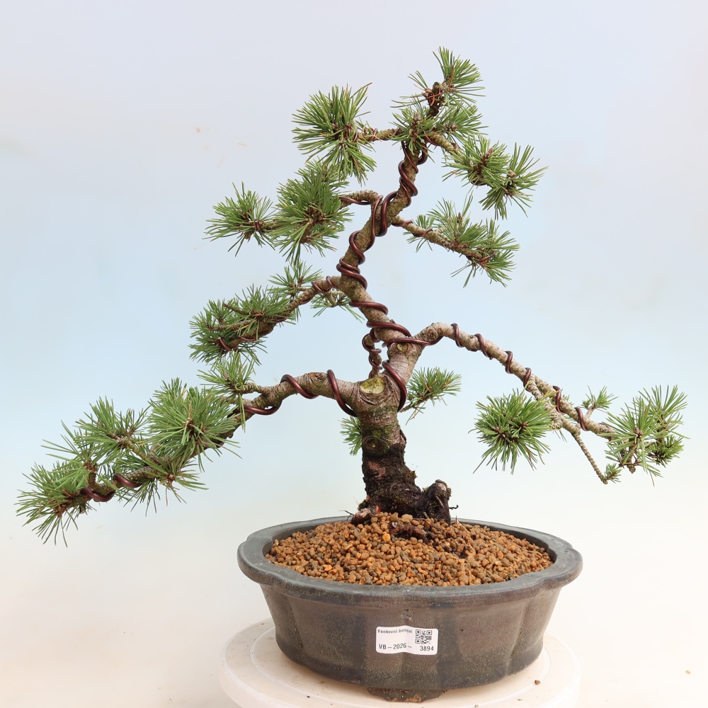 Kültéri bonsai – Pinus mugo Humpy – Törpefenyő