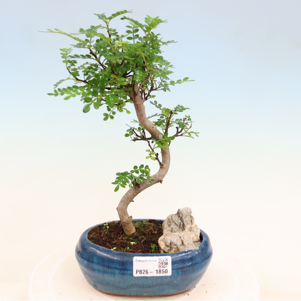 Szobai bonsai - Zantoxylum piperitum - borsfa