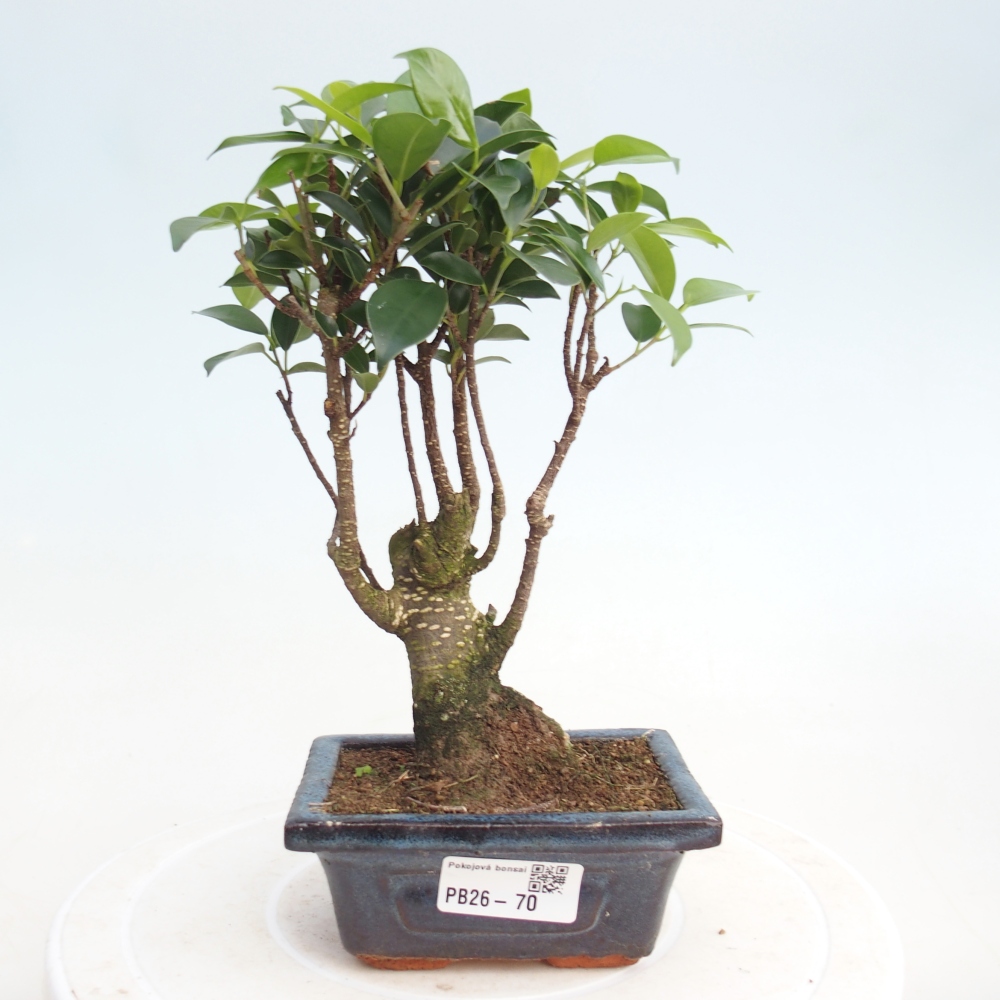 Szoba bonsai Ficus retusa kimmen