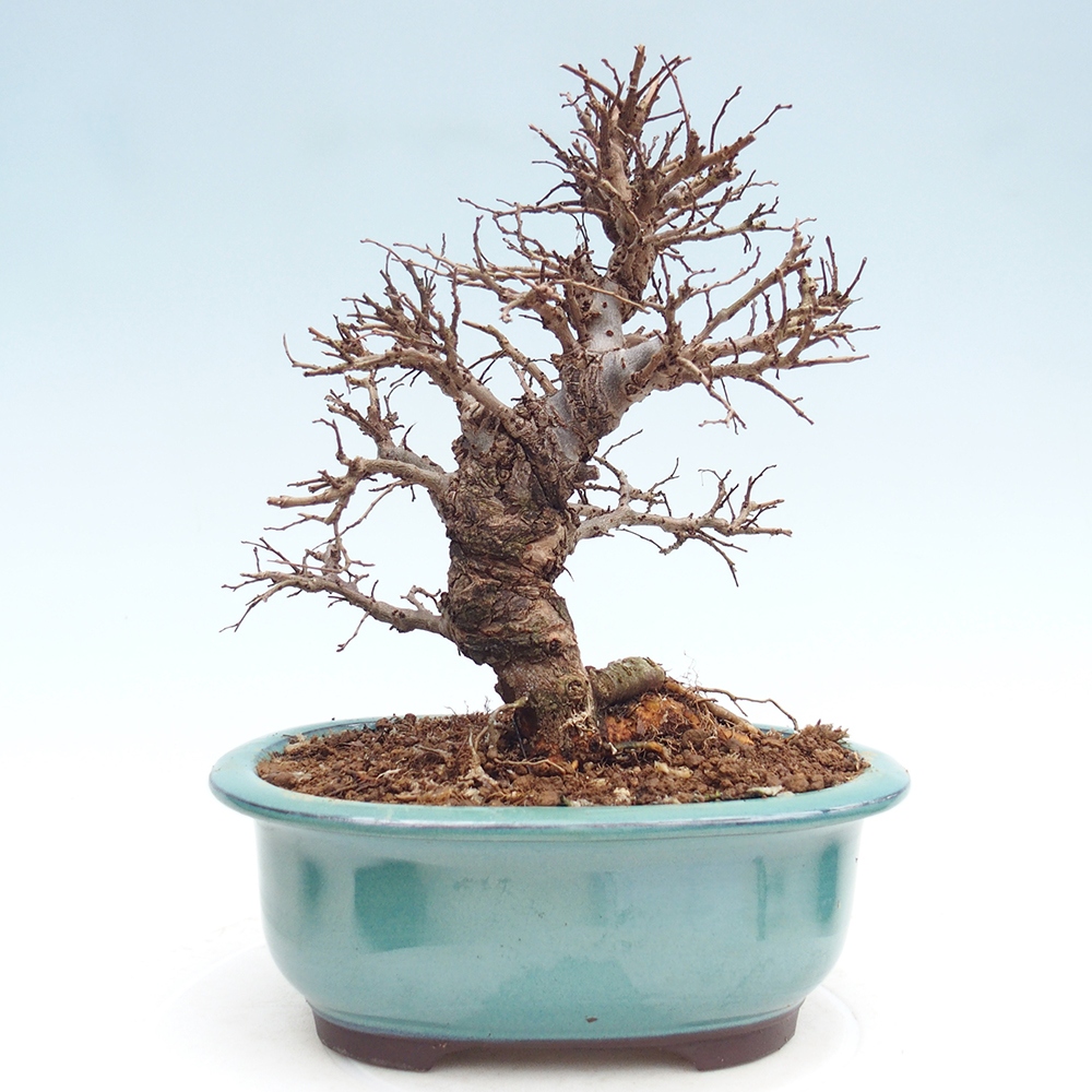 Kültéri bonsai - Zelkova - Zelkova NIRE