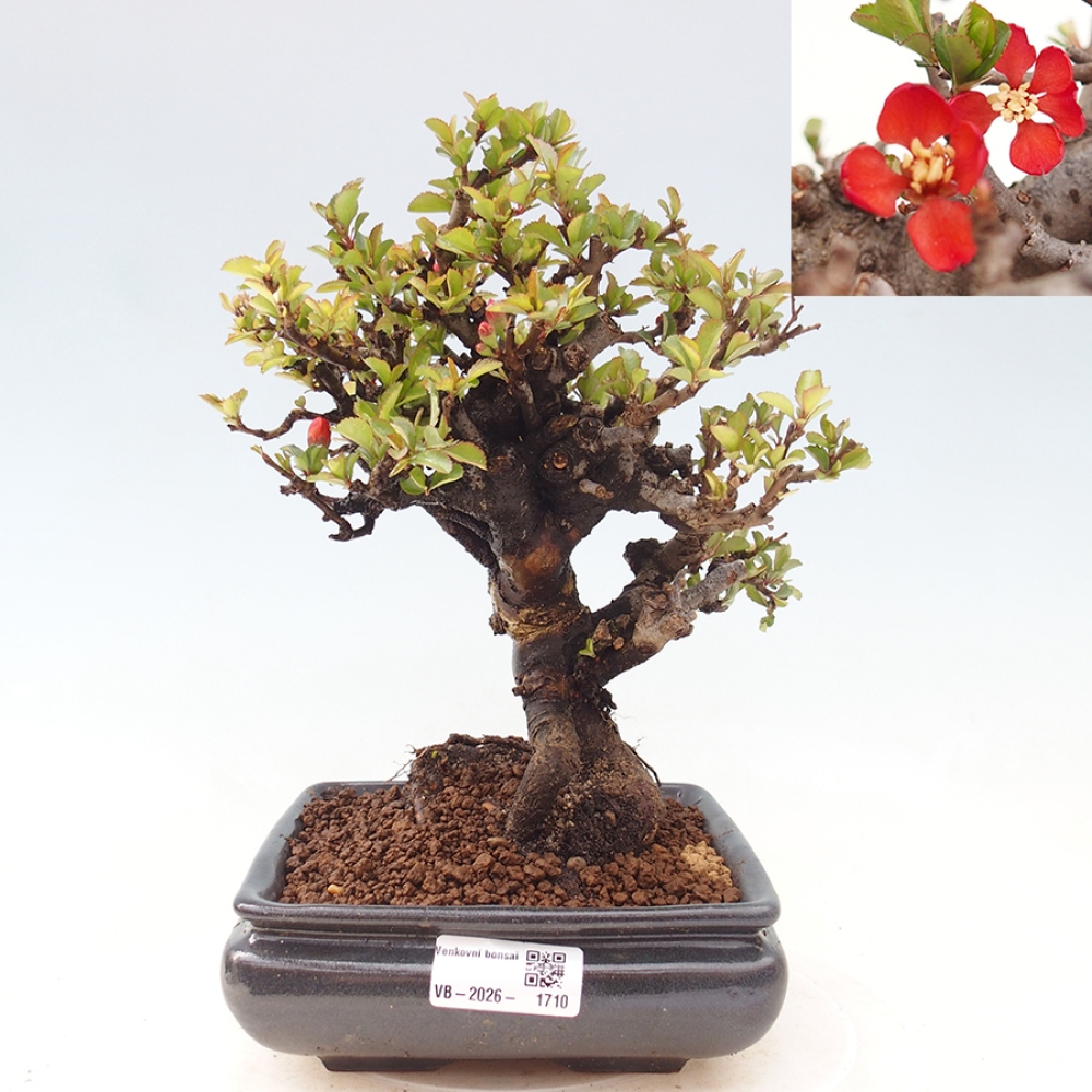 Kültéri bonsai - Chaneomeles speciosa - birs