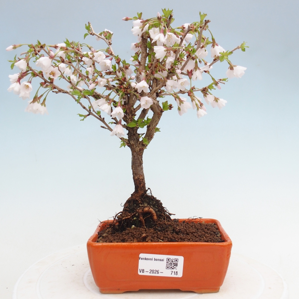 Kültéri bonsai - Prunus incisa Kojou-no mai-Plivon kivágva