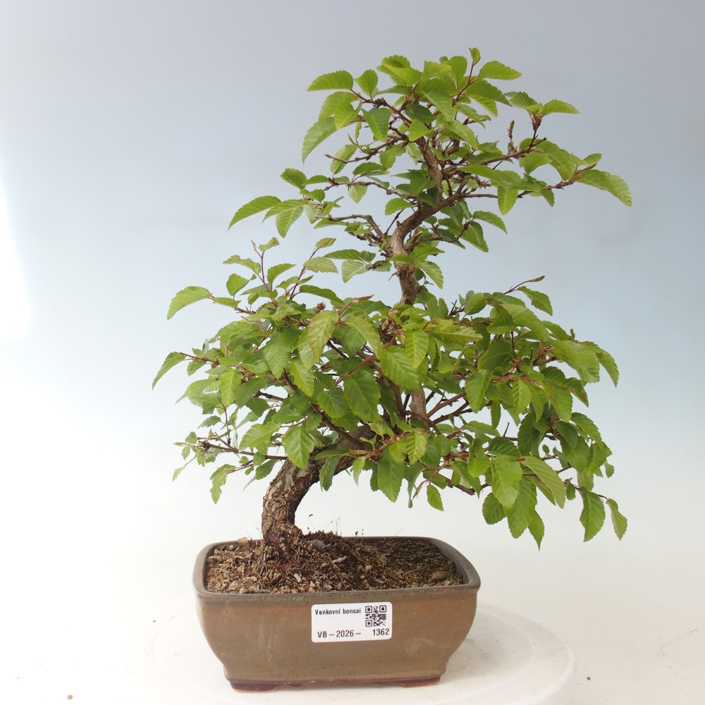 Kültéri bonsai -Carpinus CARPINOIDES - Koreai gyertyánfa