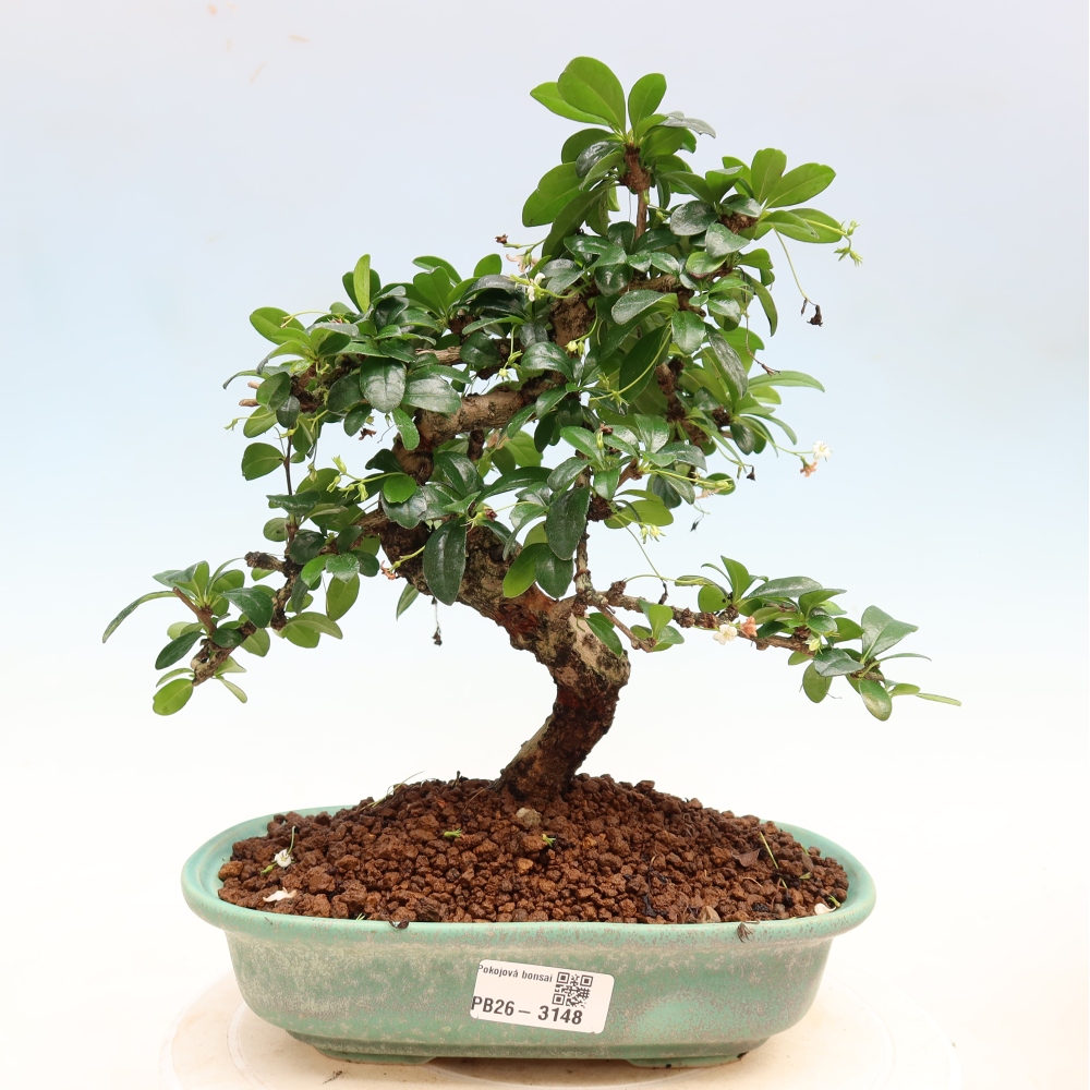 Szobai bonsai - Carmona macrophylla - Tea fuki