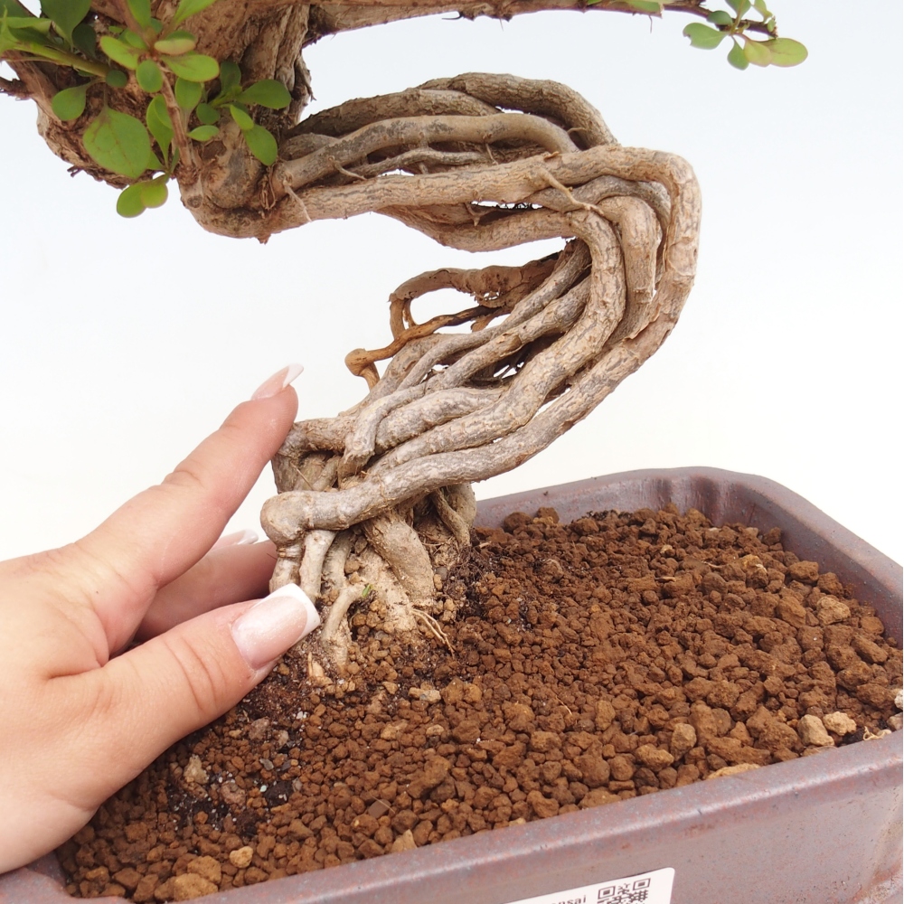 Kültéri bonsai - Berberis coreana